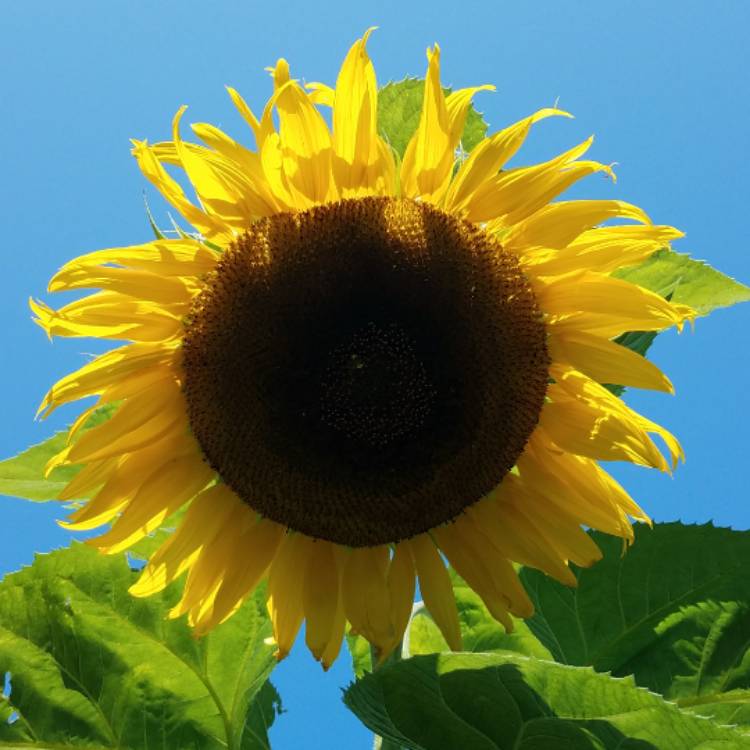 plant image 593015