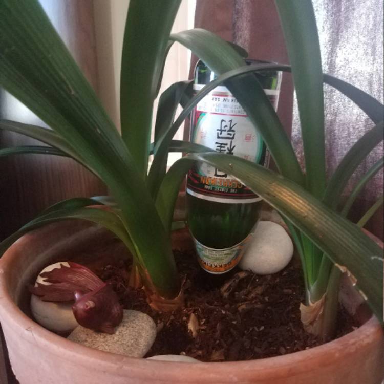 plant image 594417