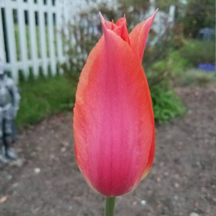 plant image 595570