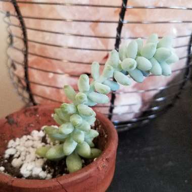 Sedum Morganianum