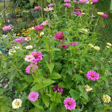 Zinnia elegans 'Purple Prince'