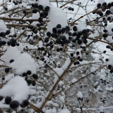 Ligustrum ovalifolium
