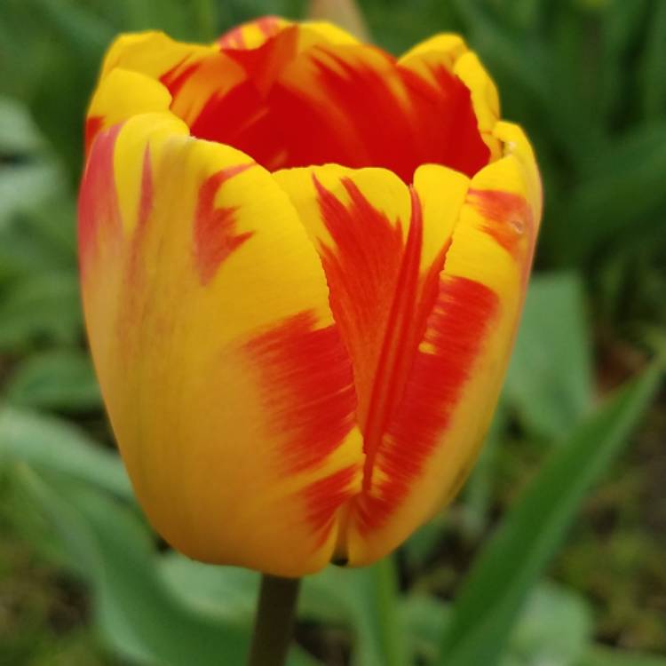 plant image 617460 plant image 617460
