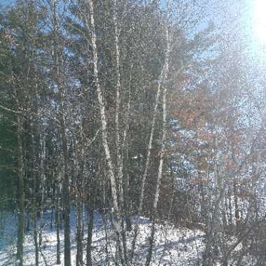 Betula papyrifera
