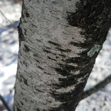 Betula papyrifera