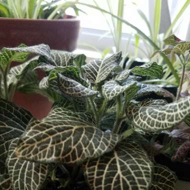 Fittonia argyroneura 'White Anne'