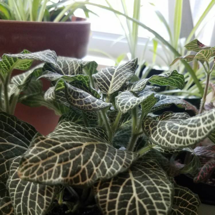 Plant image Fittonia argyroneura 'White Anne'