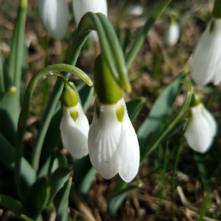 plant image 627449 plant image 627449