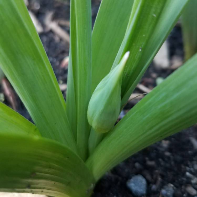 plant image 674887 plant image 674887