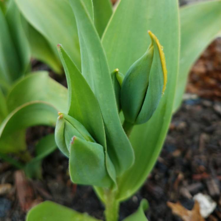 plant image 675712 plant image 675712