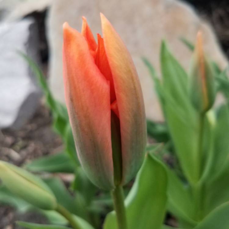 plant image 680847 plant image 680847