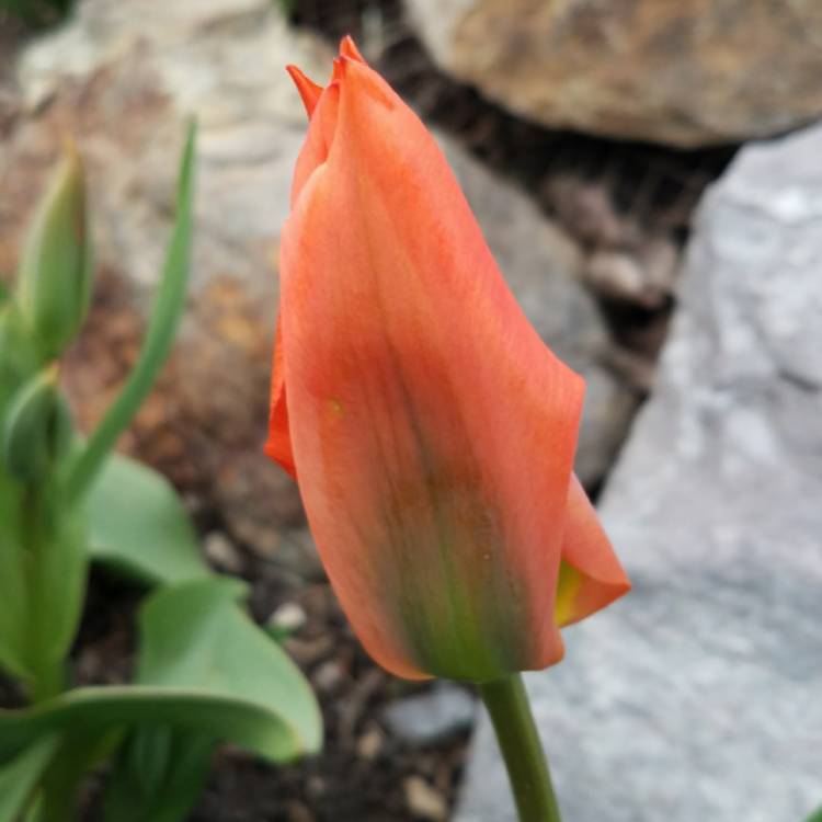 plant image 680852 plant image 680852