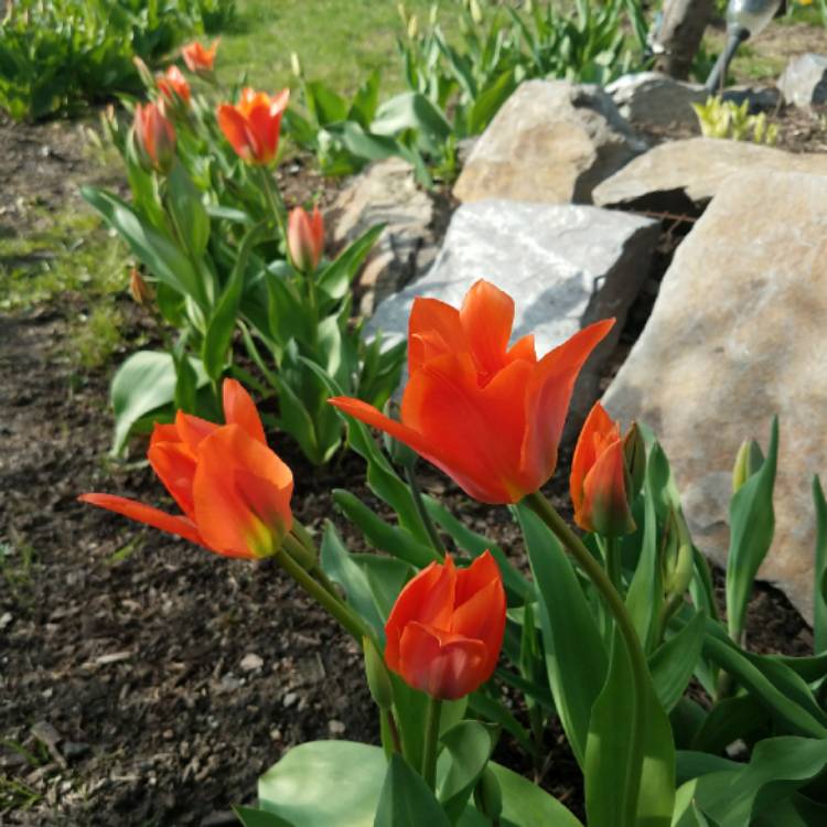 plant image 681721 plant image 681721