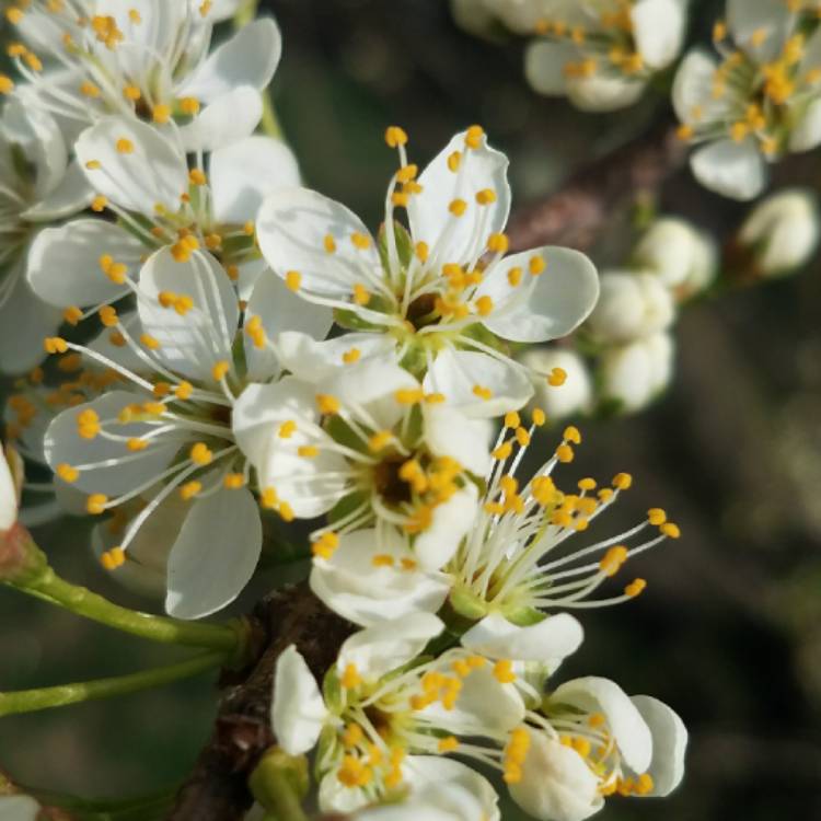 plant image 681729