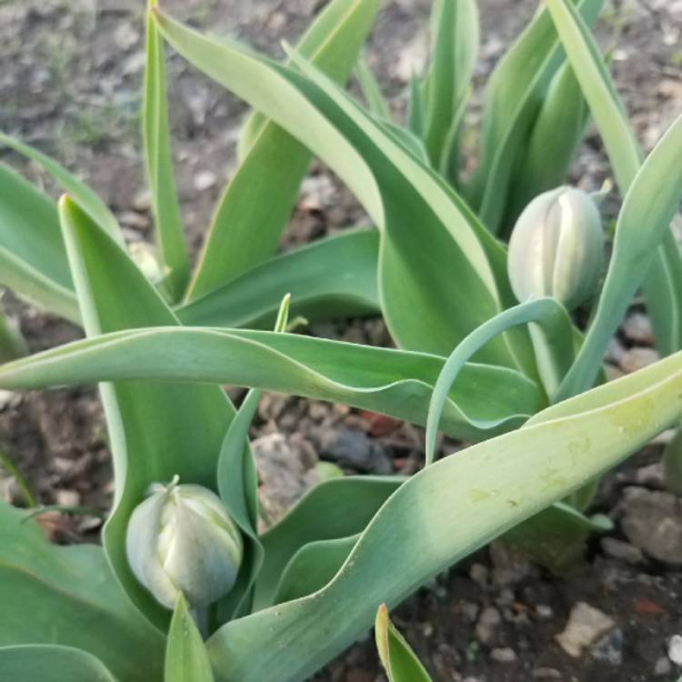 plant image 681827 plant image 681827