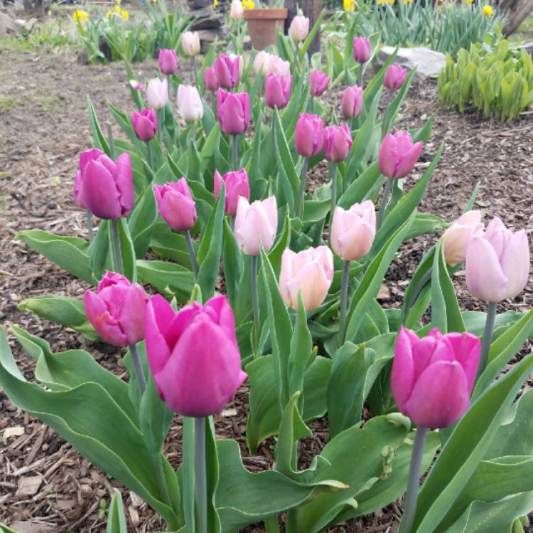 Plant image Tulipa 'Purple Flag'