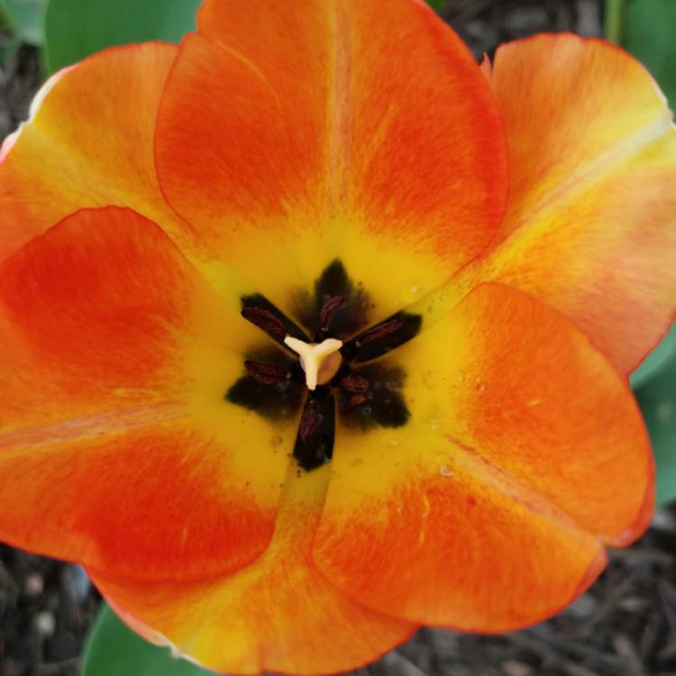 plant image 682969 plant image 682969