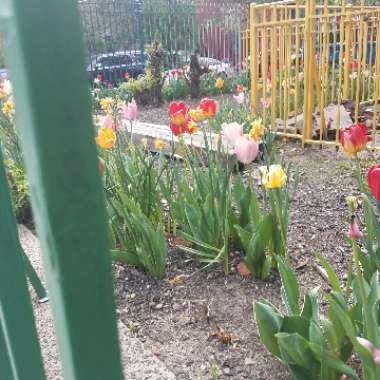 Tulipa