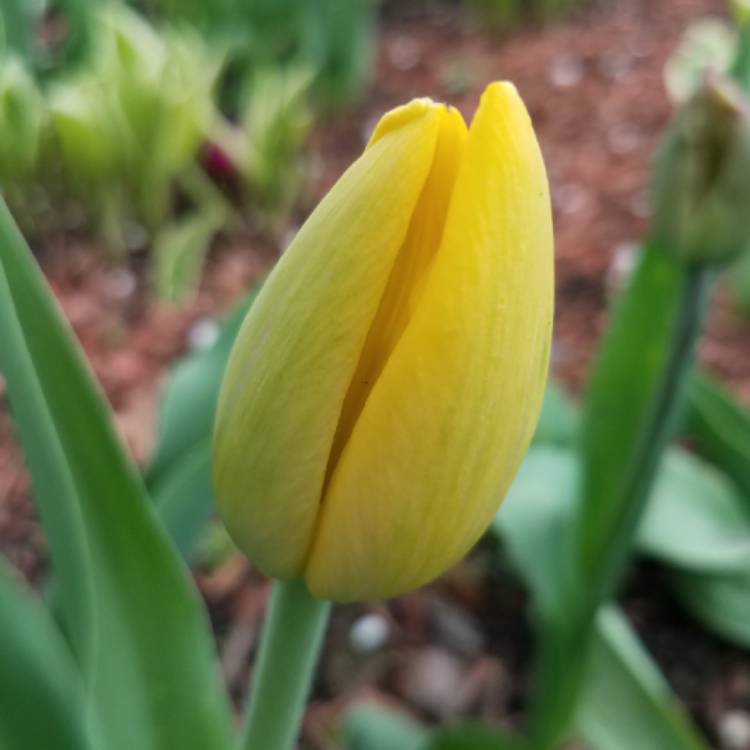 Plant image Tulipa 'Yokohama'