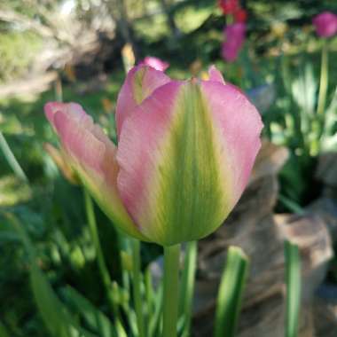 Tulipa 'Groenland'