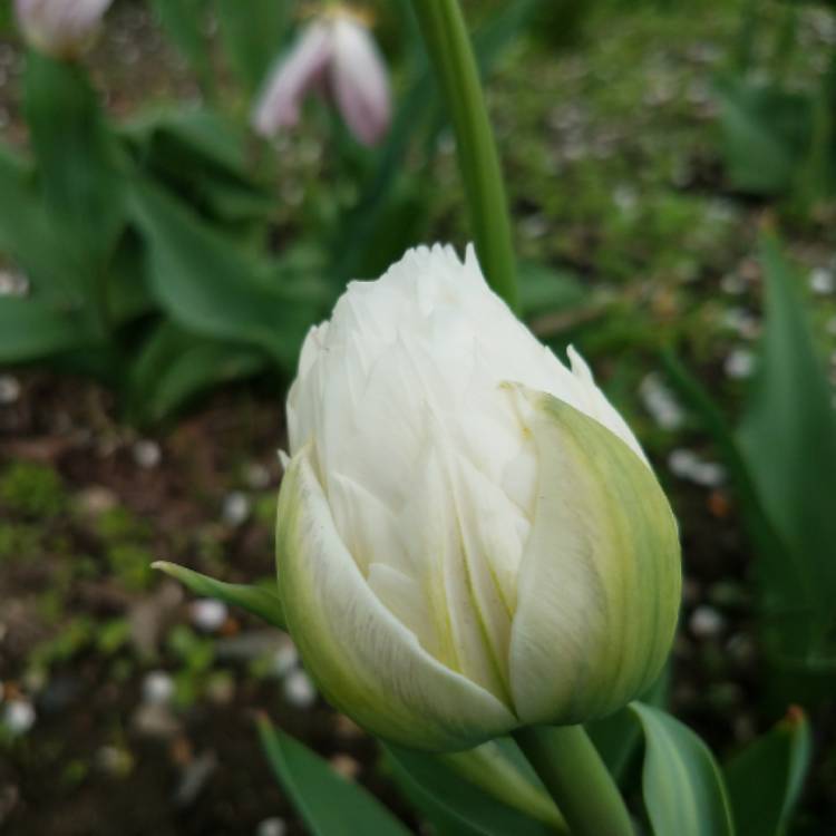 plant image 700307 plant image 700307
