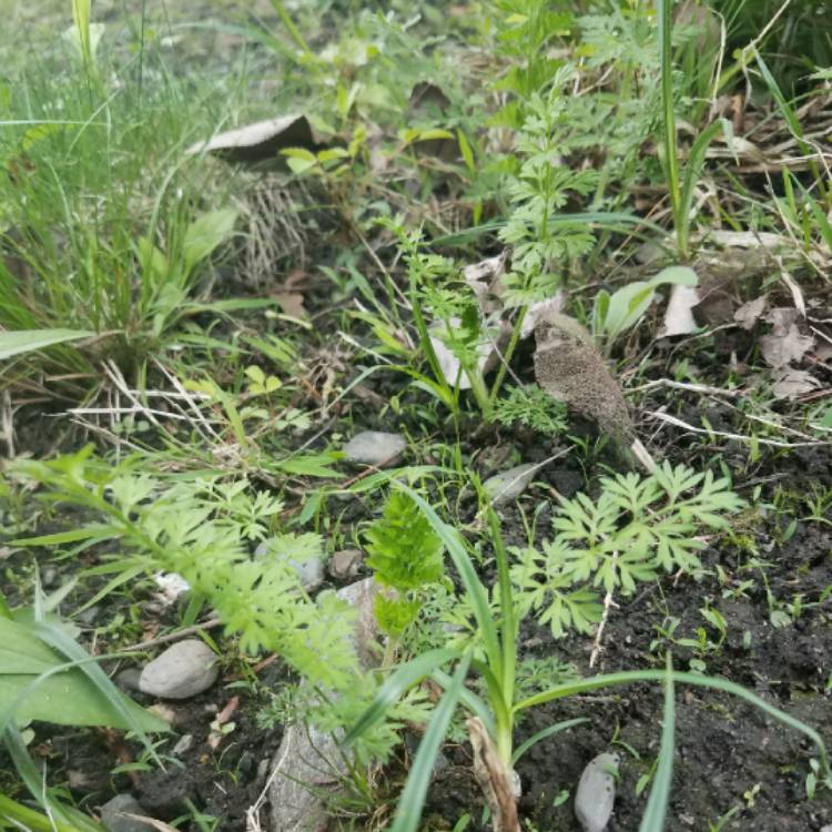 plant image 700637 plant image 700637