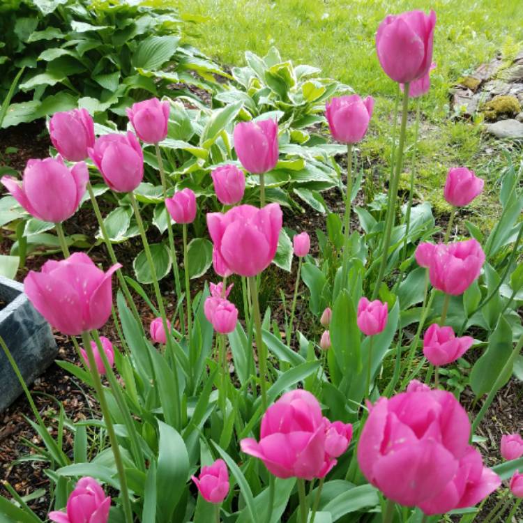 plant image 704283