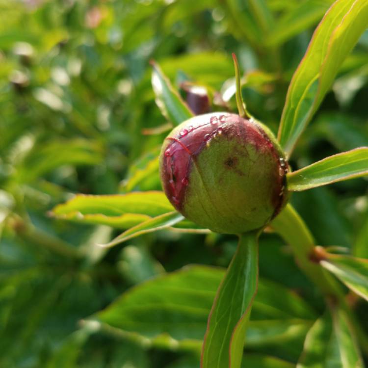plant image 712553 plant image 712553