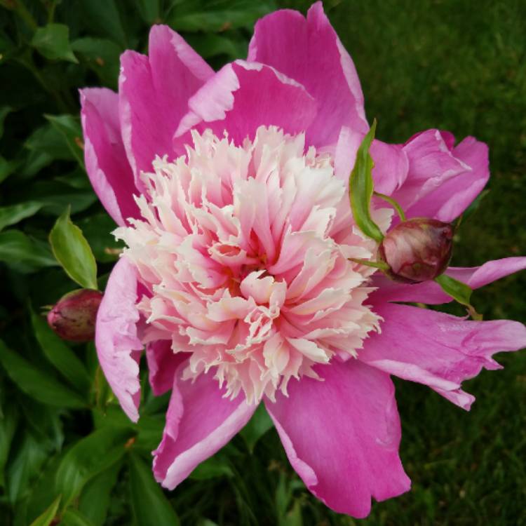 plant image 720053 plant image 720053