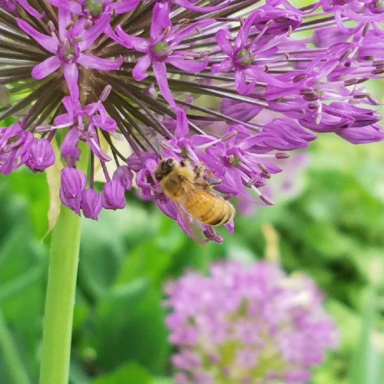 plant image 721463 plant image 721463