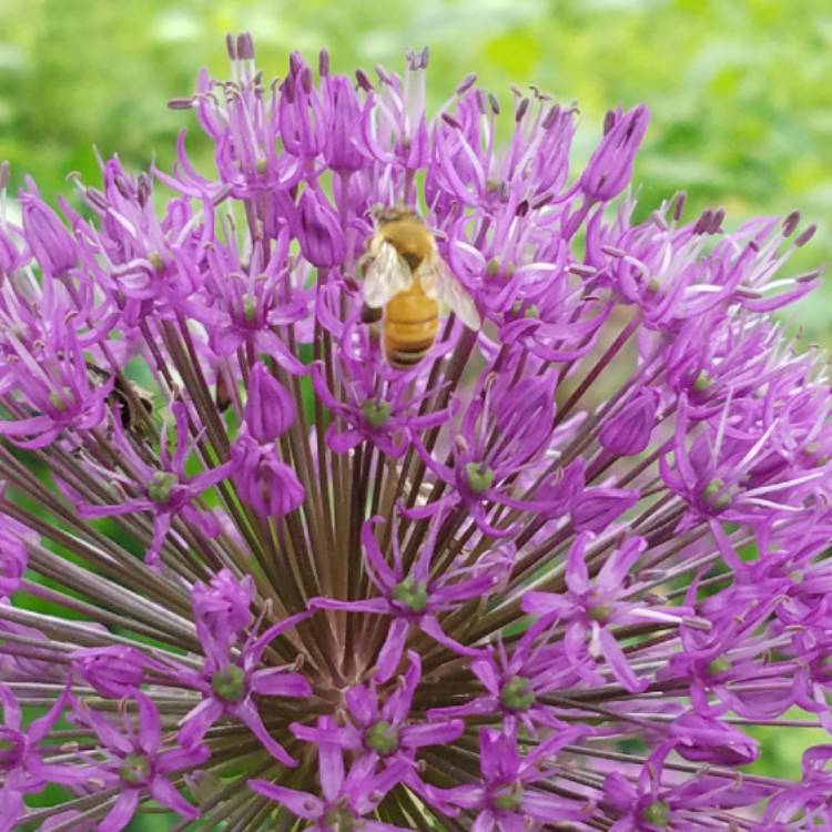 plant image 721675 plant image 721675