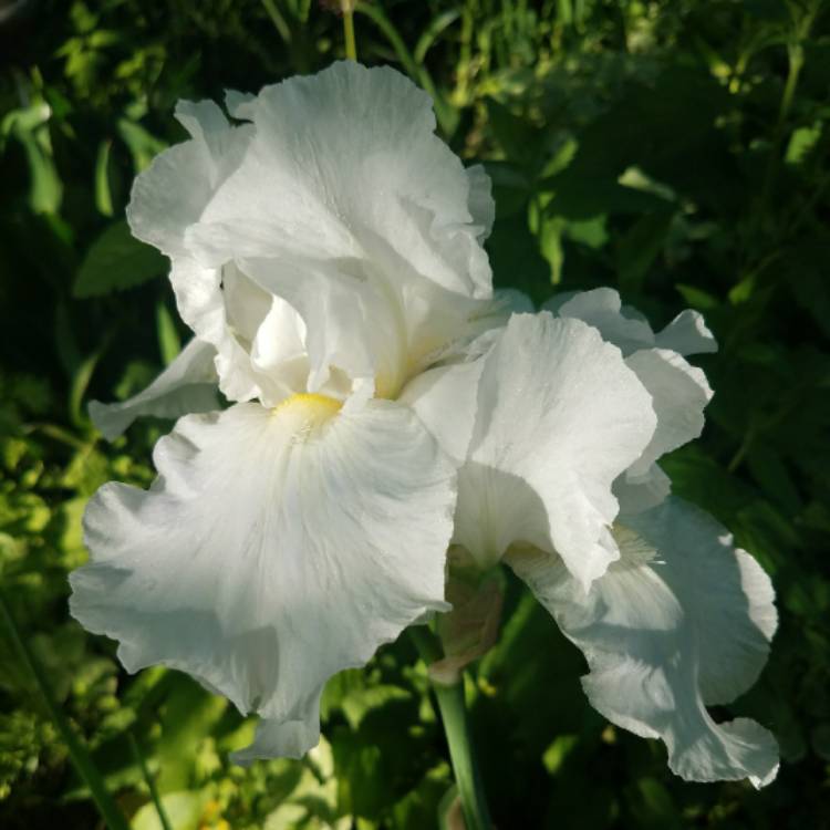 plant image 723644