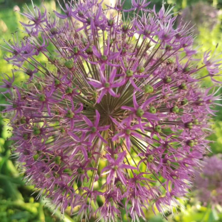 plant image 725289 plant image 725289