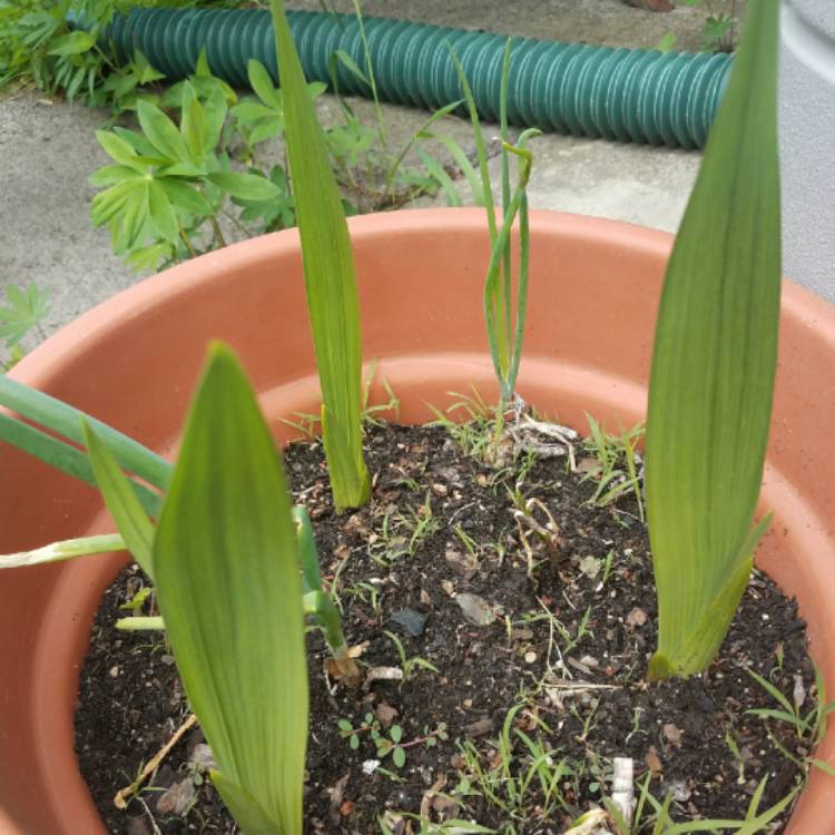 plant image 735432