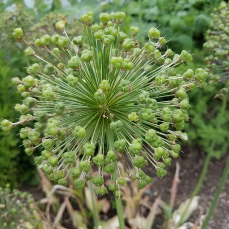 plant image 736672 plant image 736672