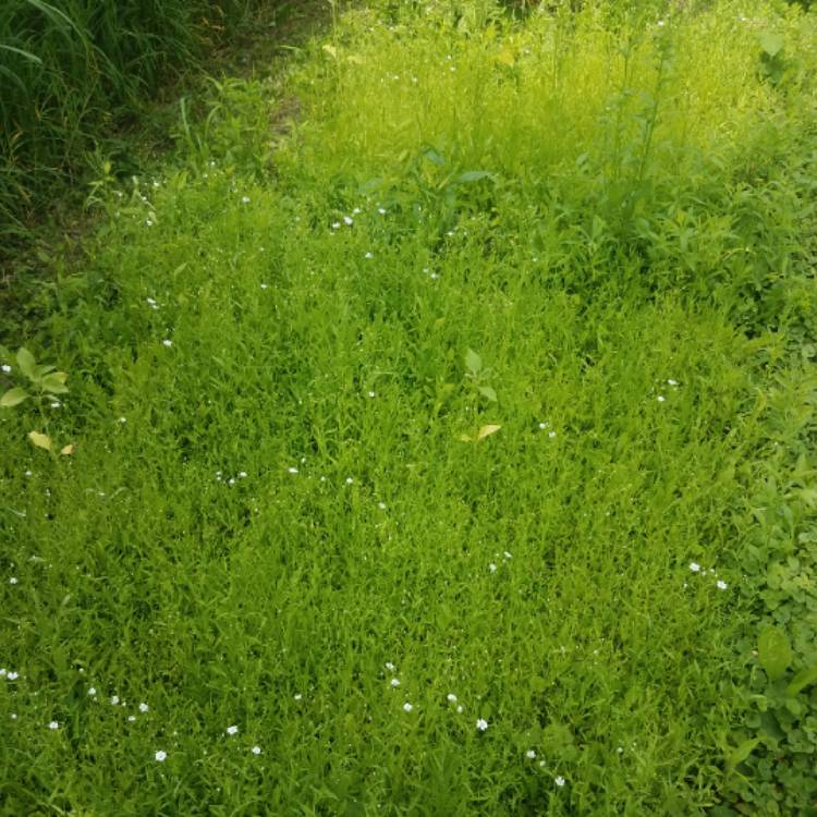 Plant image Gypsophila elegans