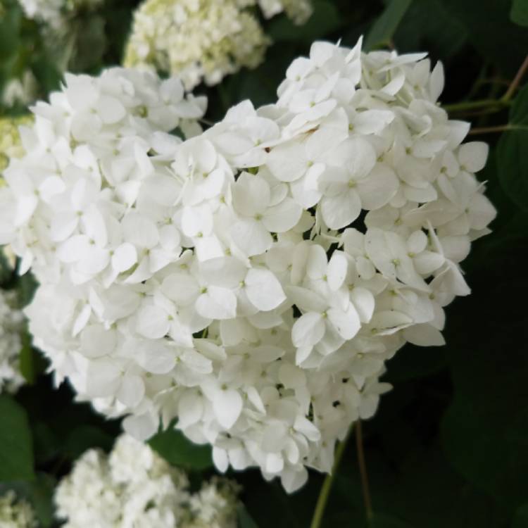plant image 759365 plant image 759365