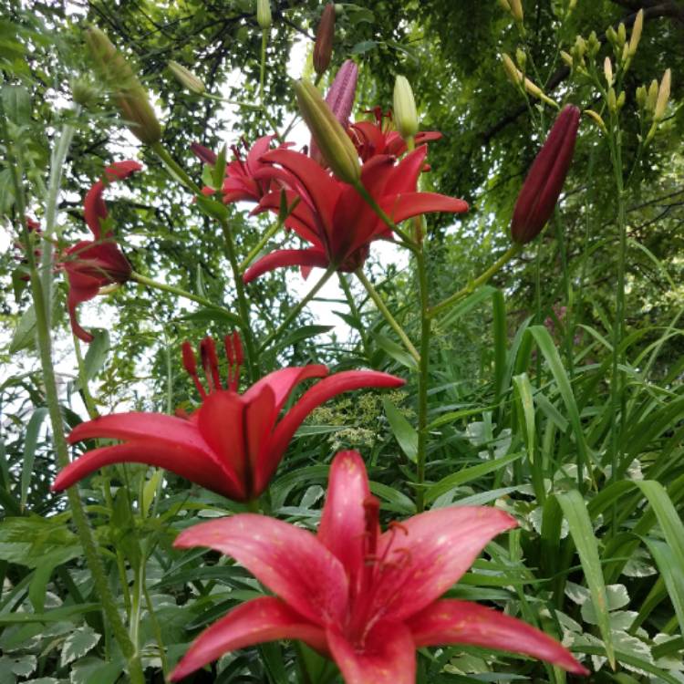 plant image 763310
