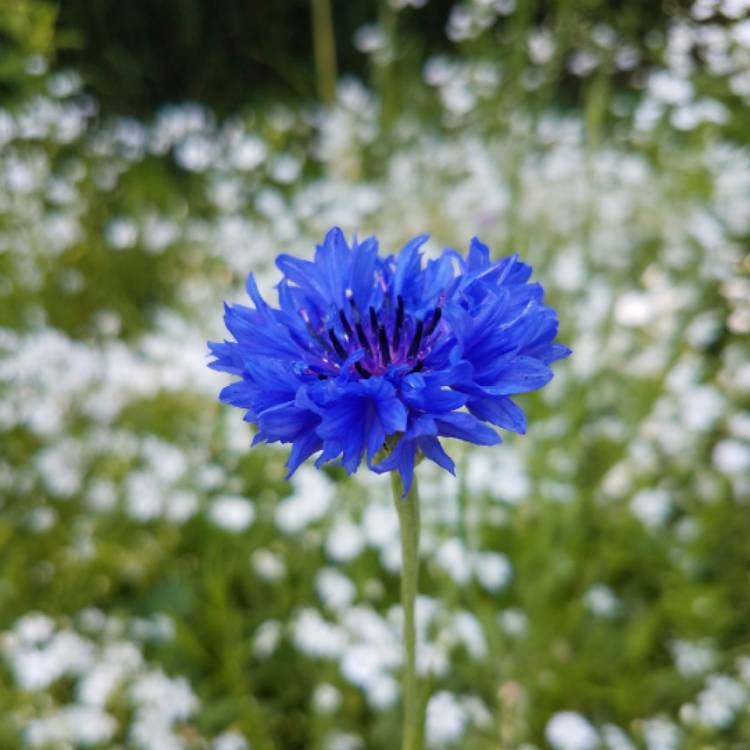 Plant image Centaurea cyanus 'Double Blue'.