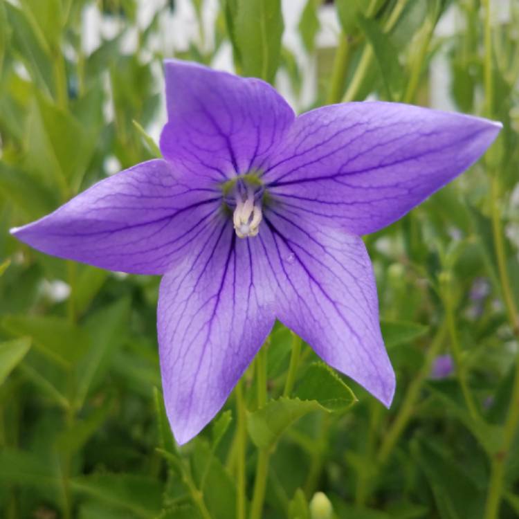 plant image 774325 plant image 774325