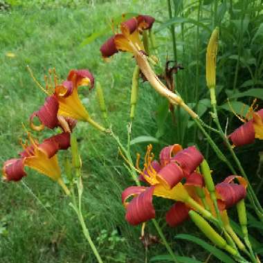 Hemerocallis 'Autumn Red'