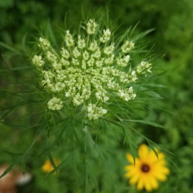 plant image 774628 plant image 774628