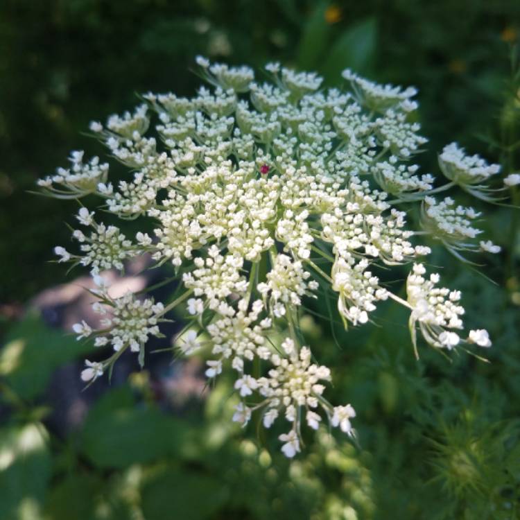 plant image 778723 plant image 778723