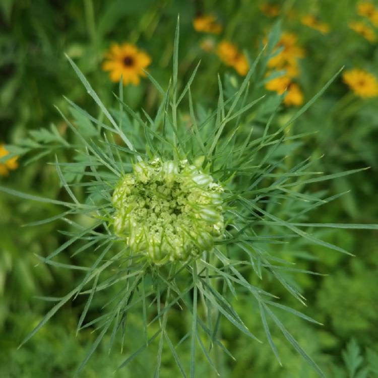 plant image 780445 plant image 780445