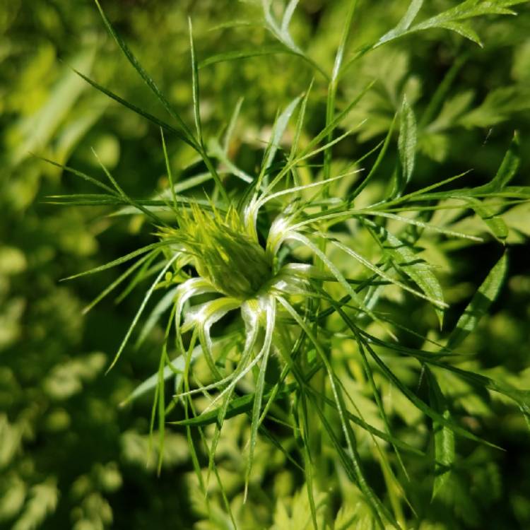 plant image 780572 plant image 780572