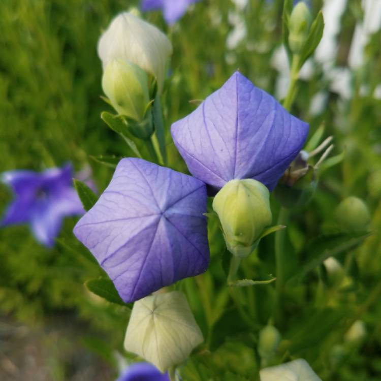 plant image 783564 plant image 783564