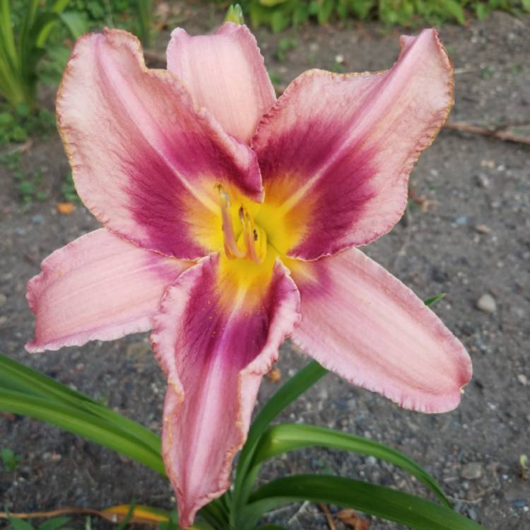 plant image 784076 plant image 784076