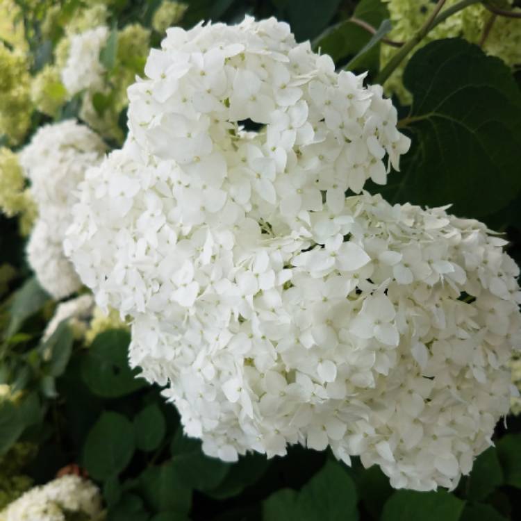 plant image 784905 plant image 784905