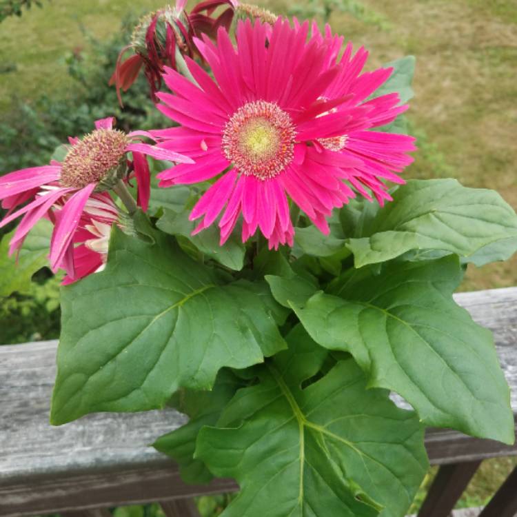 plant image 785153 plant image 785153
