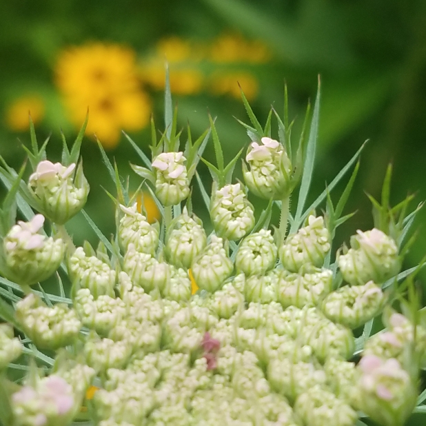 plant image 785415 plant image 785415